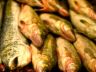 dead fish.jpg